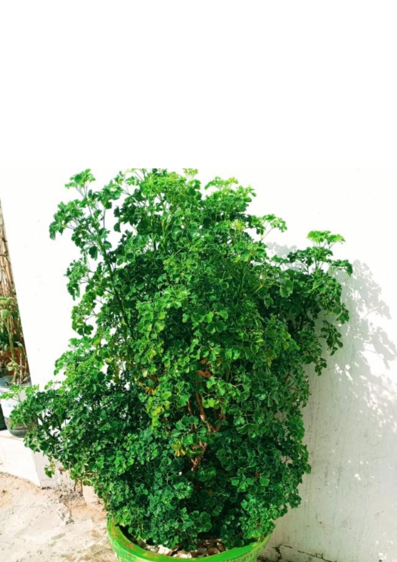 Villa Diam La Paix 게쟈와이 외부 사진